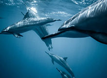 安卓iOS-农业农村部：对部分地方高标准农田建设中存在的问题，开展专项整治